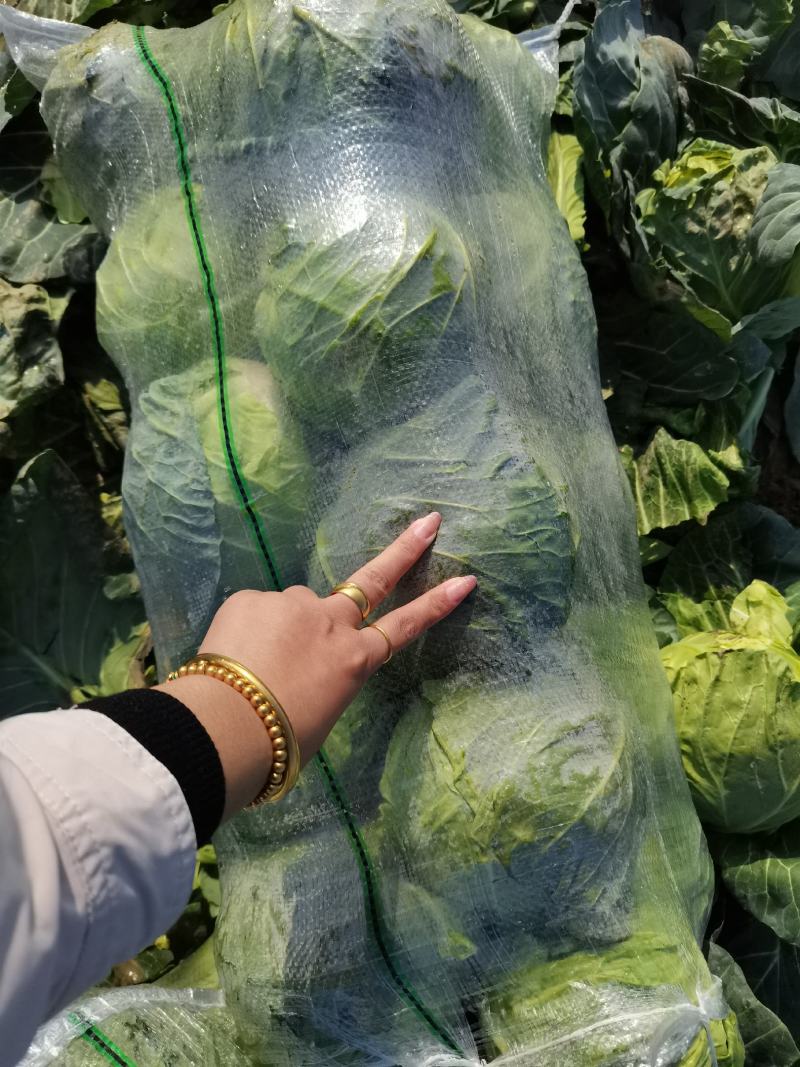 精品旺旺甘蓝2~3斤产地直销物美价廉大量有货
