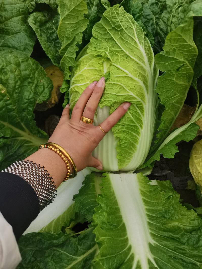 湖北黄心矮颗白菜3---5斤净菜，物美价廉，一手货源