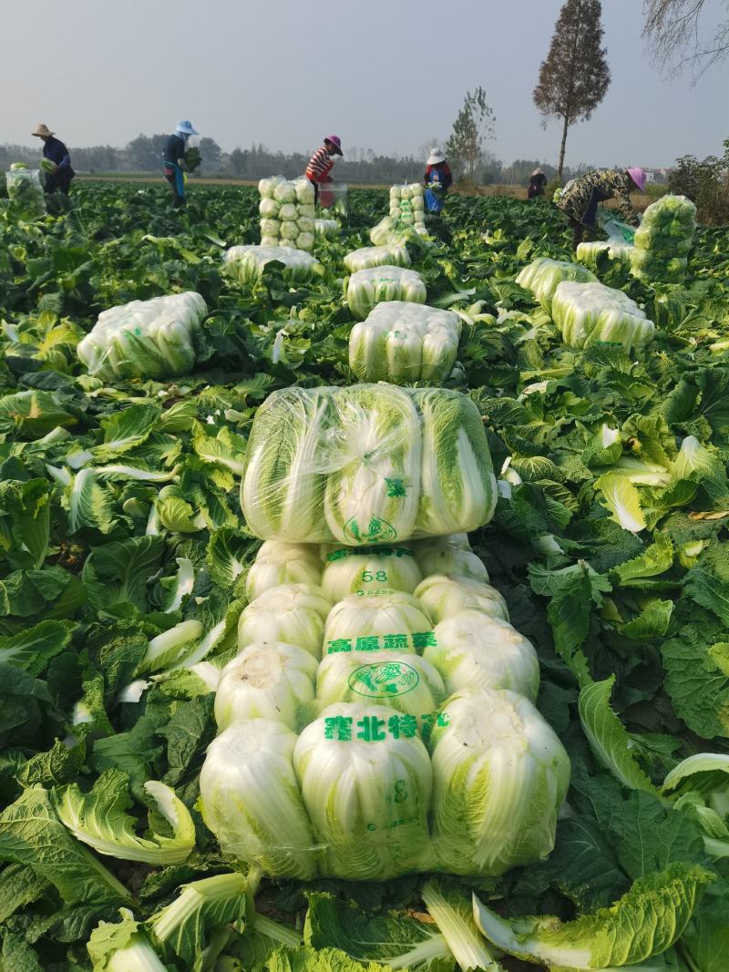 湖北黄心矮颗白菜3---5斤净菜，物美价廉，一手货源