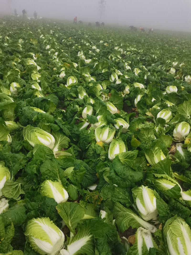 湖北黄心矮颗白菜3---5斤净菜，物美价廉，一手货源