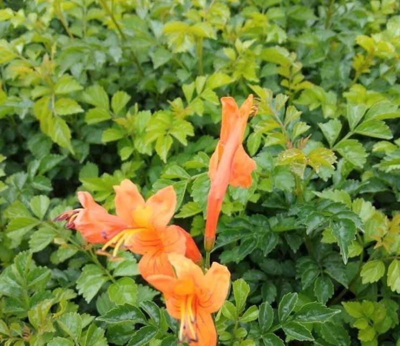 凌霄花福建漳州凌霄花货源地场地直销