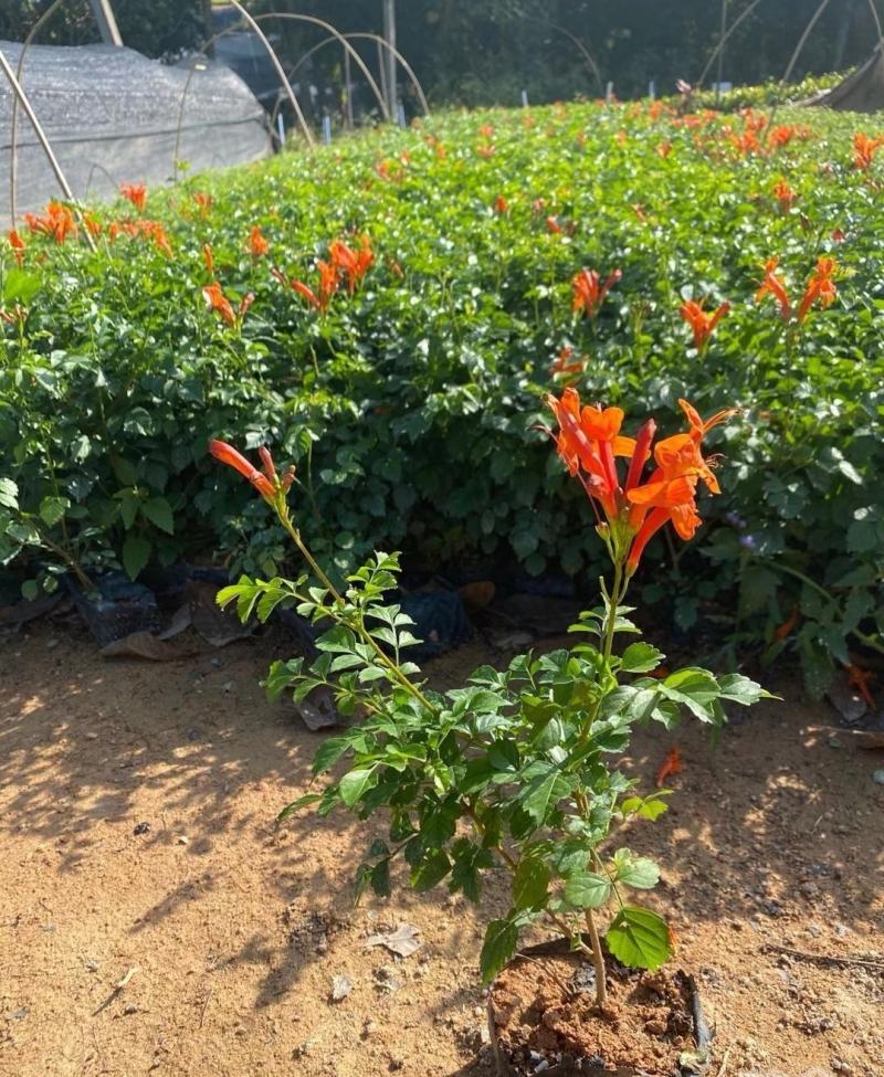凌霄花福建漳州凌霄花货源地场地直销