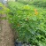 凌霄花福建漳州凌霄花货源地场地直销