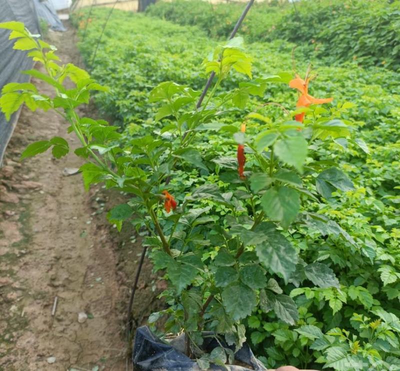 凌霄花福建漳州凌霄花货源地场地直销