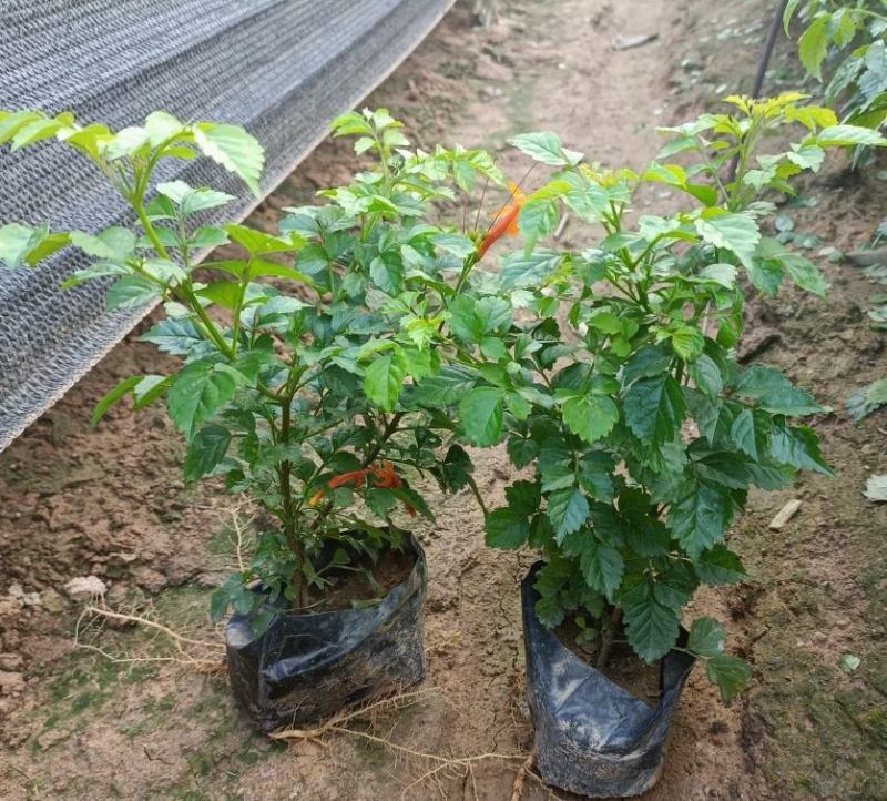 凌霄花福建漳州凌霄花货源地场地直销