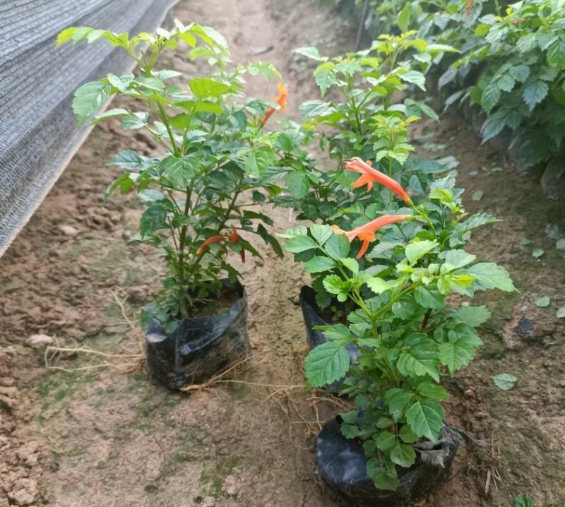 凌霄花福建漳州凌霄花货源地场地直销