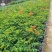 凌霄花福建漳州凌霄花货源地场地直销