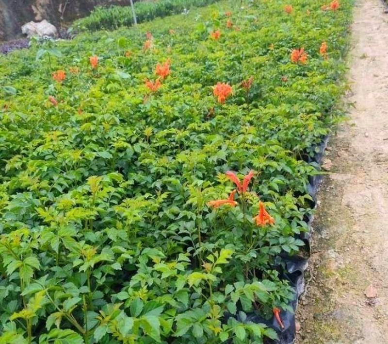 凌霄花福建漳州凌霄花货源地场地直销