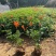 凌霄花福建漳州凌霄花货源地场地直销