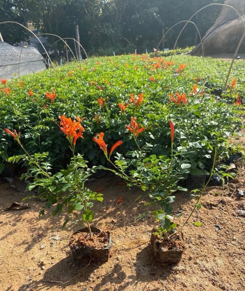 凌霄花福建漳州凌霄花货源地场地直销