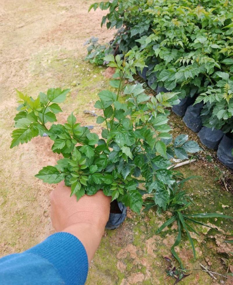 凌霄花福建漳州凌霄花货源地场地直销
