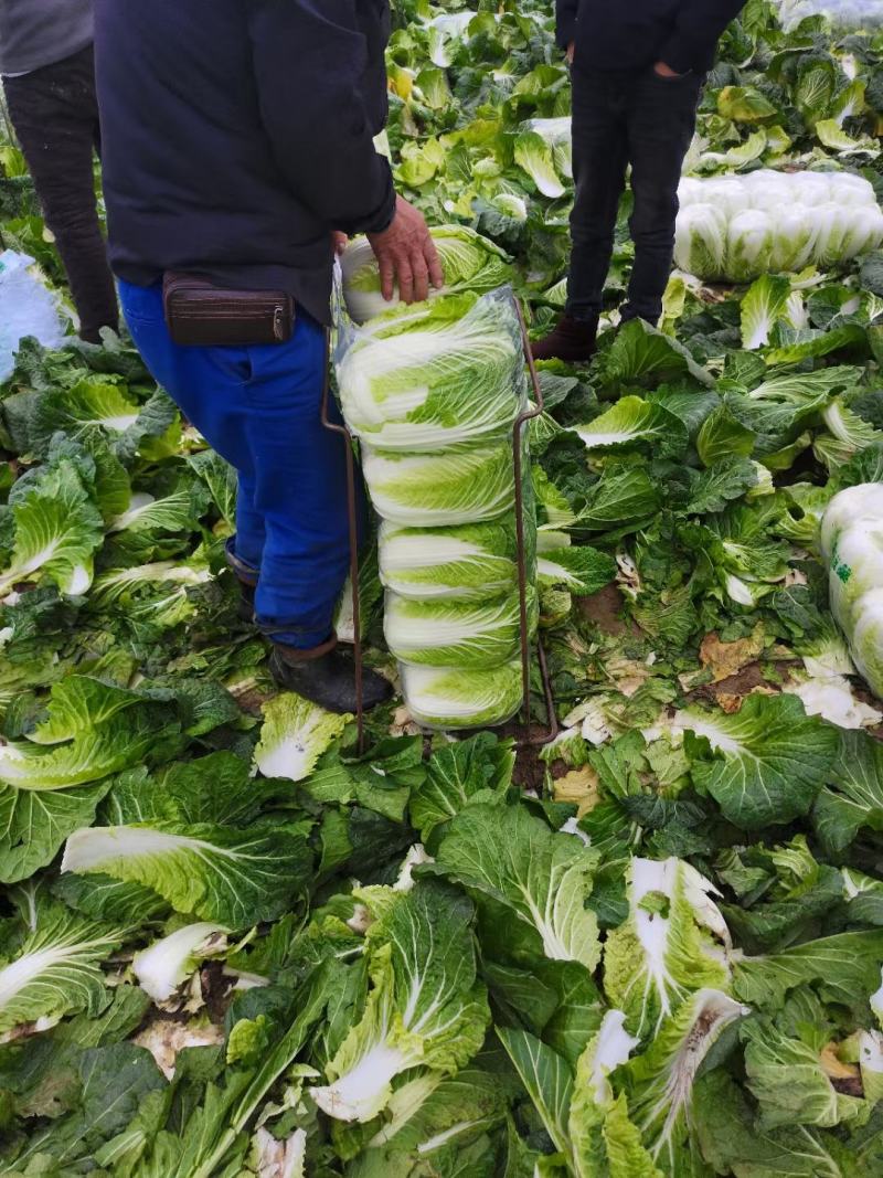 湖北黄心矮颗白菜3---5斤净菜，物美价廉，一手货源
