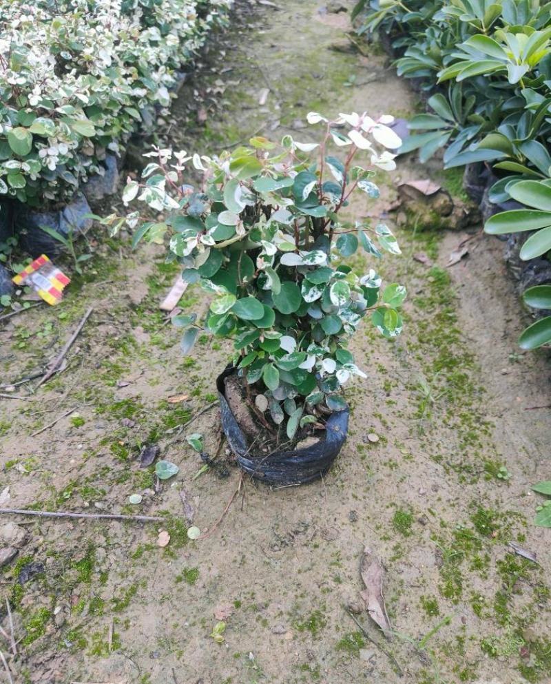 雪花木福建漳州白雪公主精品货源场地直销