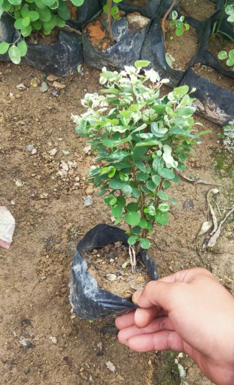雪花木福建漳州白雪公主精品货源场地直销