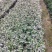 雪花木福建漳州白雪公主精品货源场地直销