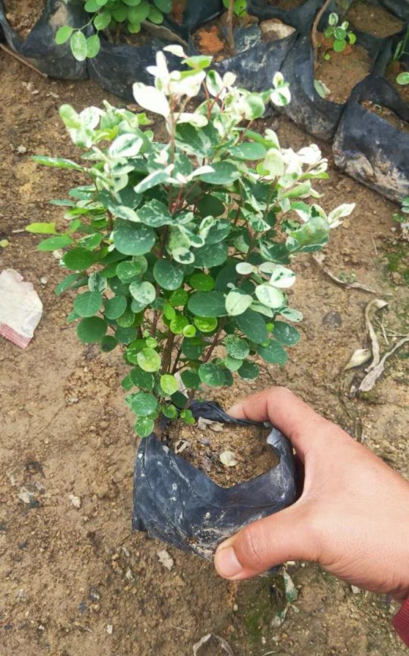 雪花木福建漳州白雪公主精品货源场地直销