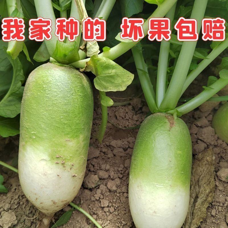 【直发】河南精品青萝卜量大质量好品质优欢迎下单来订购