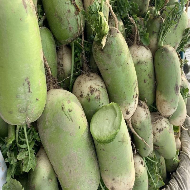 【直发】河南精品青萝卜量大质量好品质优欢迎下单来订购
