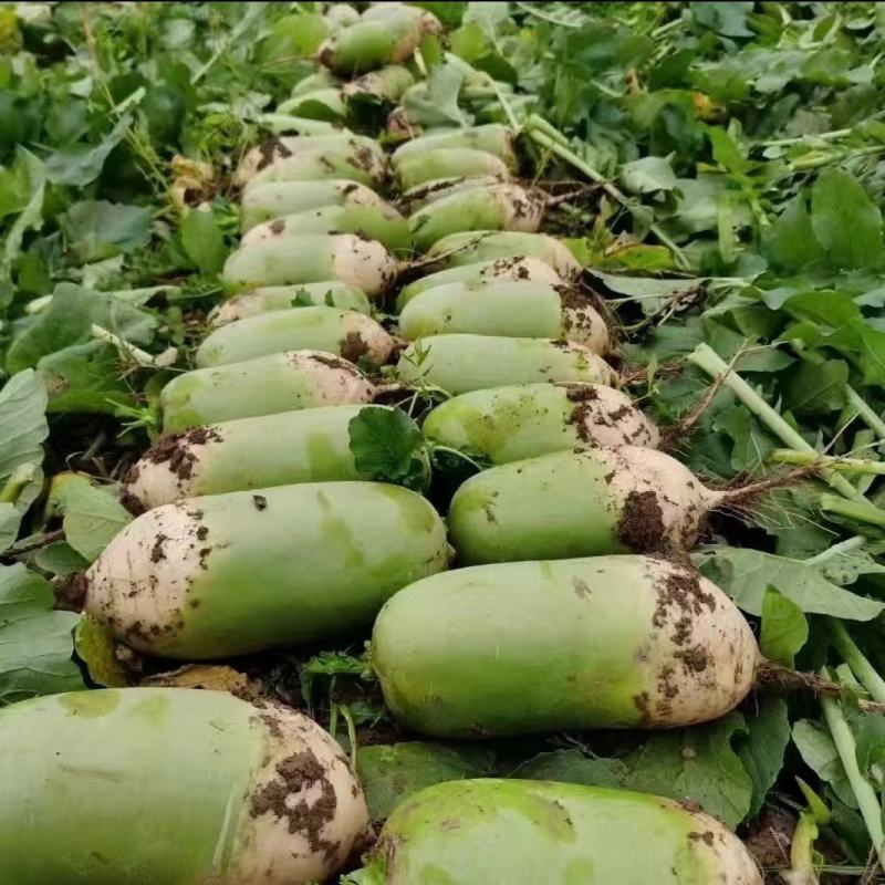【直发】河南精品青萝卜量大质量好品质优欢迎下单来订购