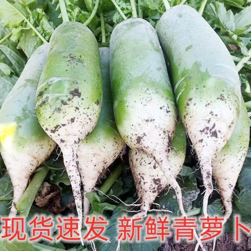 【直发】河南精品青萝卜量大质量好品质优欢迎下单来订购