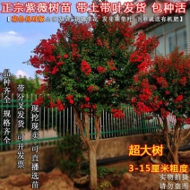 红火箭紫薇花树苗百日红紫薇树花卉大全占地苗紫薇占地苗