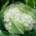 松花菜_基地直供-货源充足--保证质量。