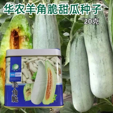 华农羊角脆甜瓜种子农户大面积种子水果种子