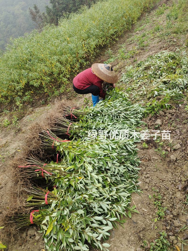 木姜子苗高产品种一手货源产地批发优质药材种苗顺丰包邮