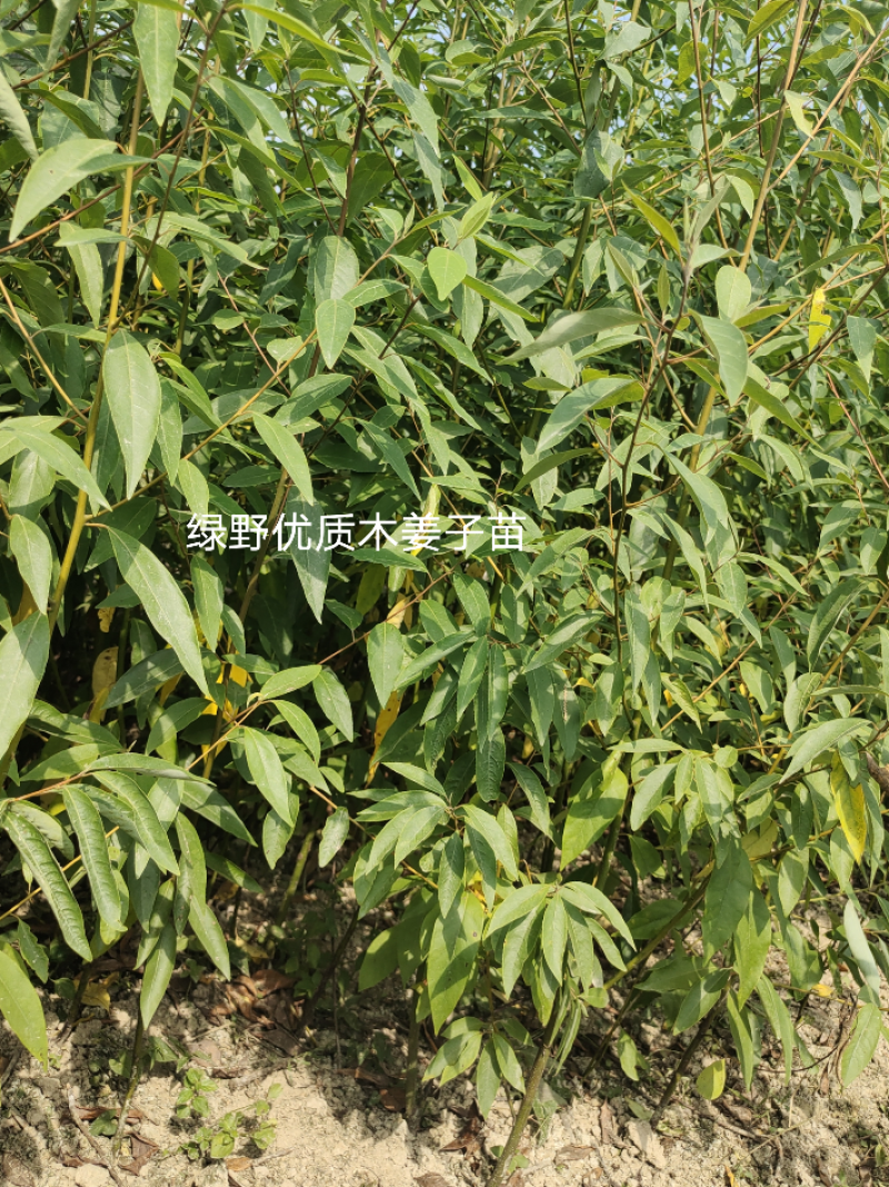 木姜子苗高产品种一手货源产地批发优质药材种苗顺丰包邮