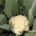松花菜_基地直供-货源充足--保证质量。