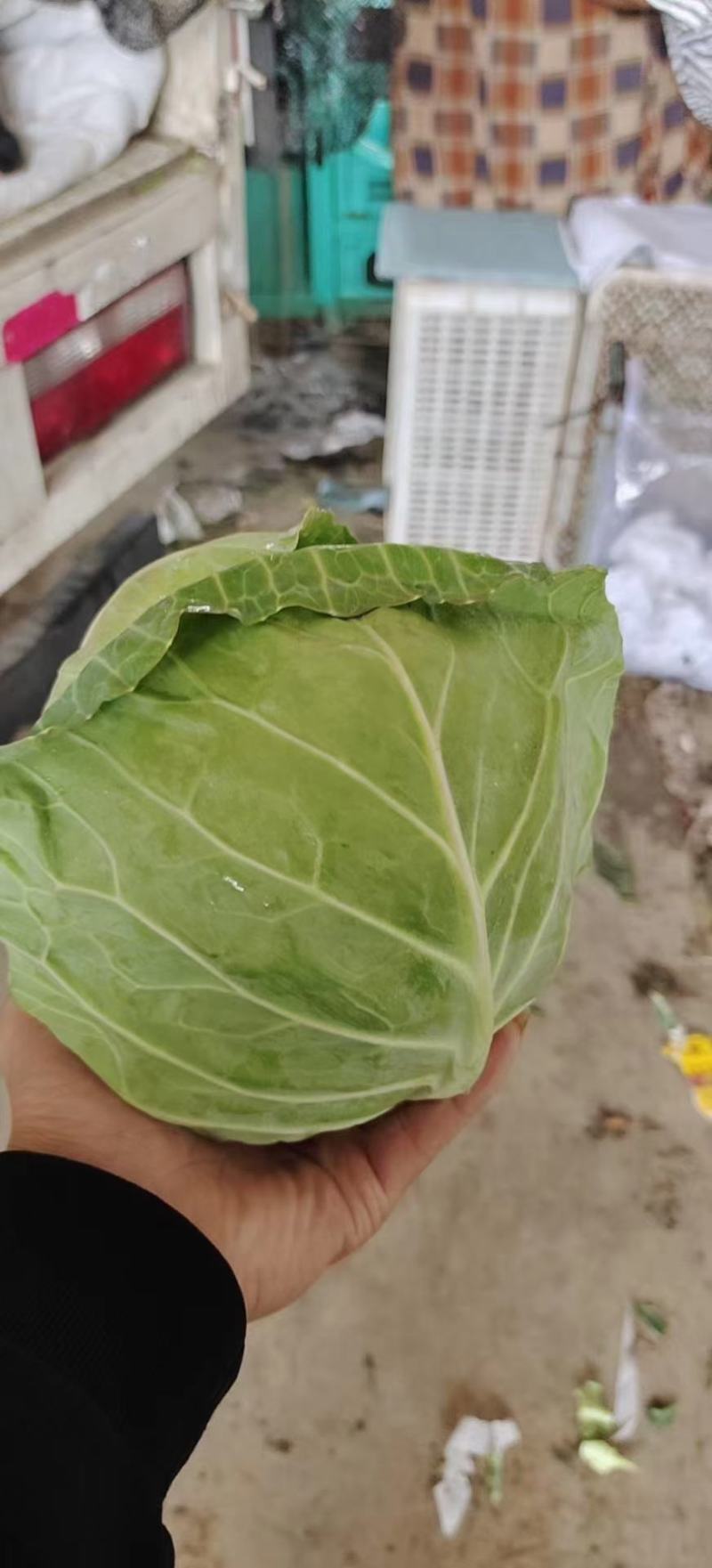 代收代买各种蔬菜