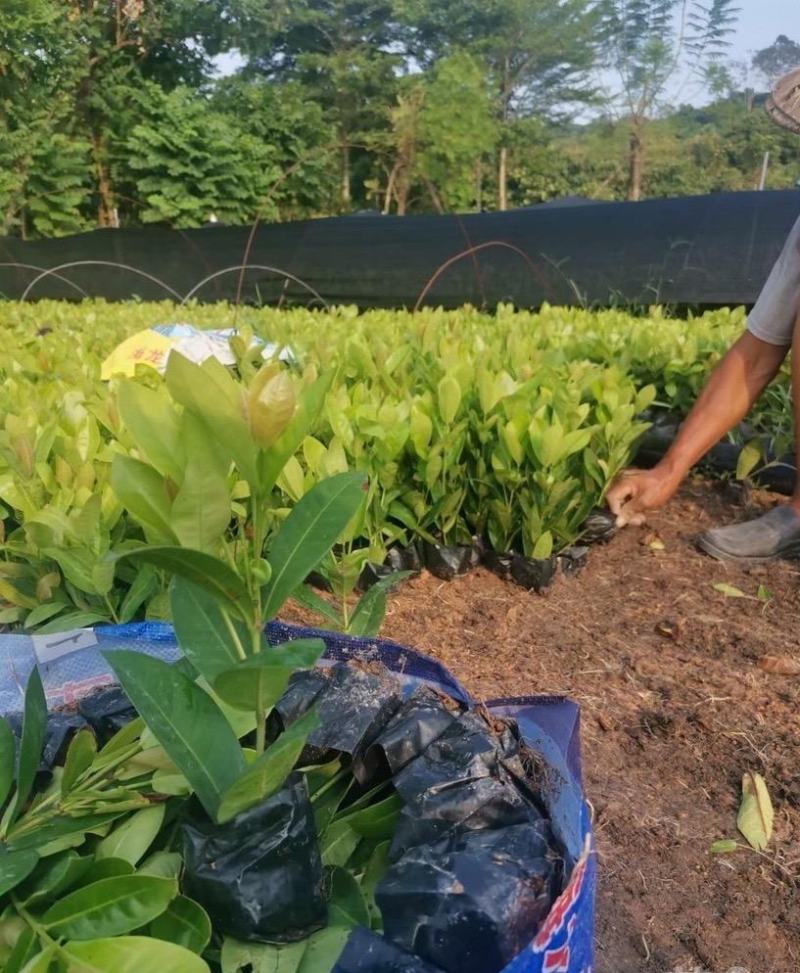 宫粉仙丹福建漳州宫粉龙船花货源充足场地直销