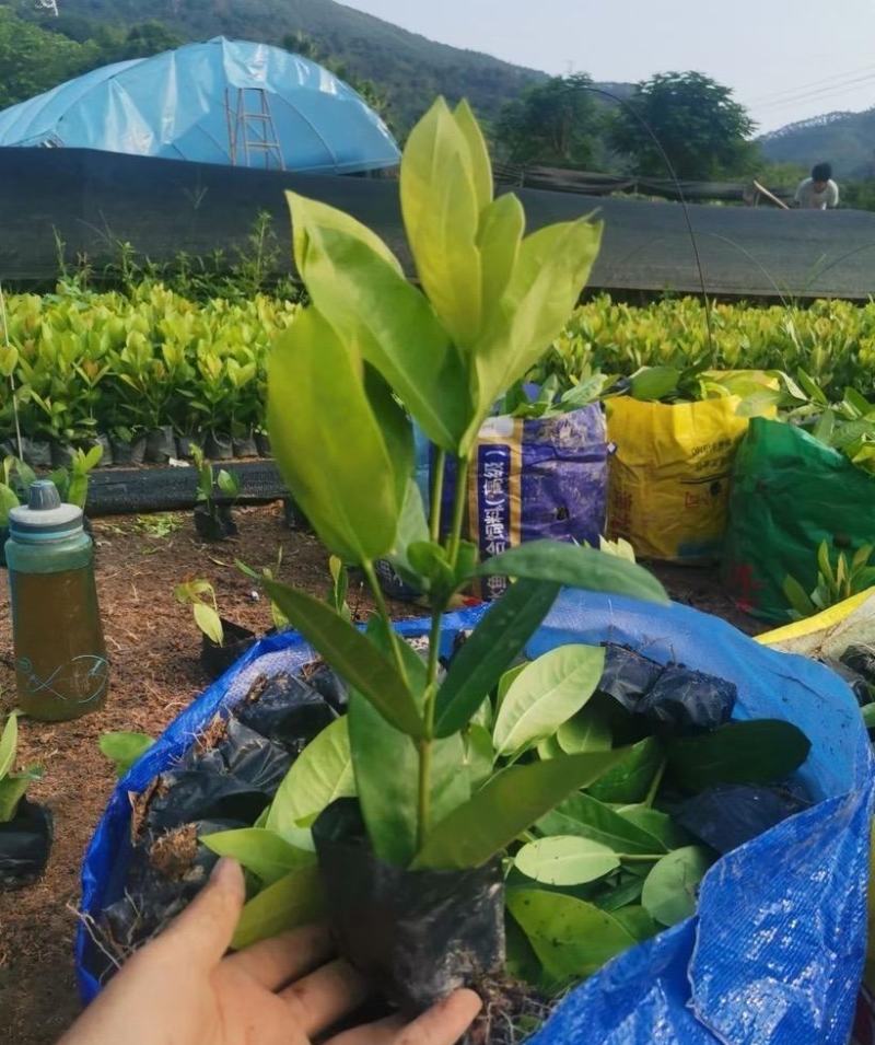 宫粉仙丹福建漳州宫粉龙船花货源充足场地直销
