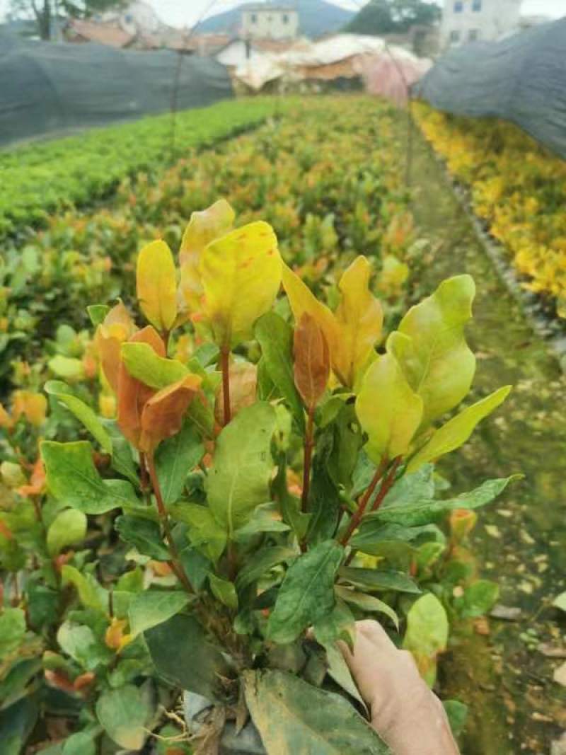 宫粉仙丹福建漳州宫粉龙船花货源充足场地直销