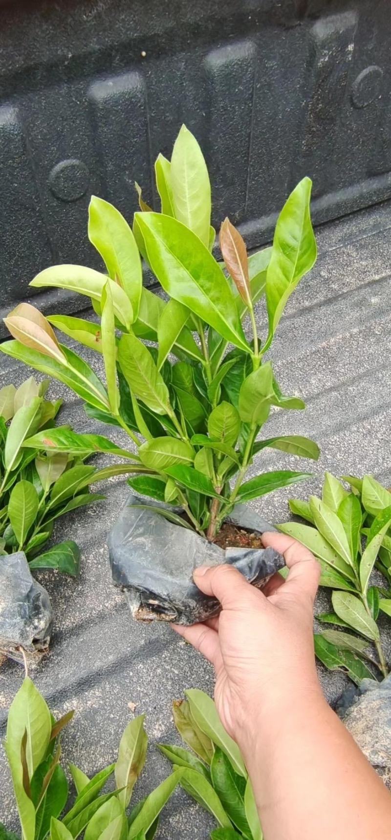 宫粉仙丹福建漳州宫粉龙船花货源充足场地直销