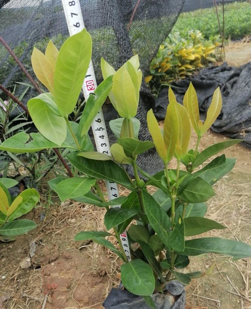 宫粉仙丹福建漳州宫粉龙船花货源充足场地直销