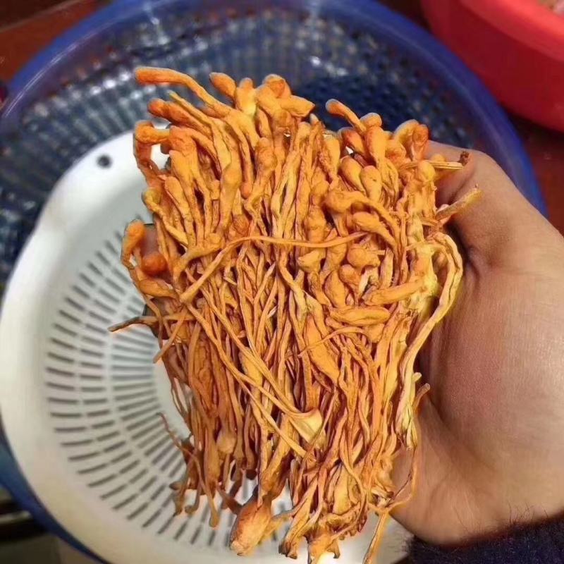 2022新货精选干货虫草花大量现货供应欢迎选购