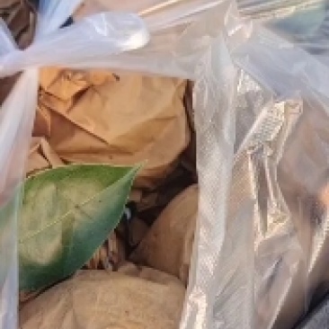 辉县薄壁南太行晚秋黄梨