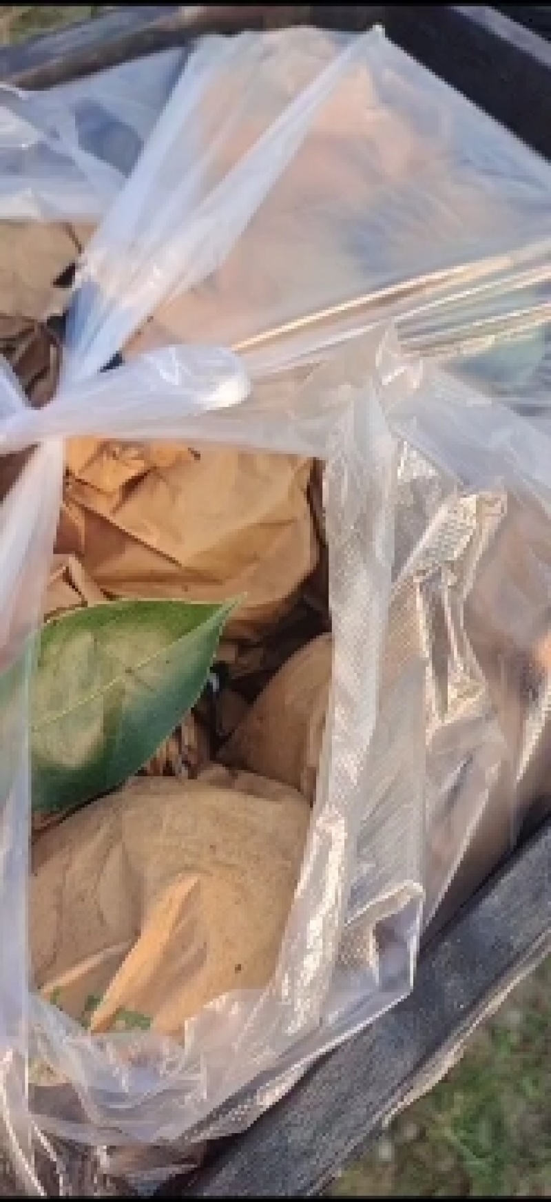 辉县薄壁南太行晚秋黄梨