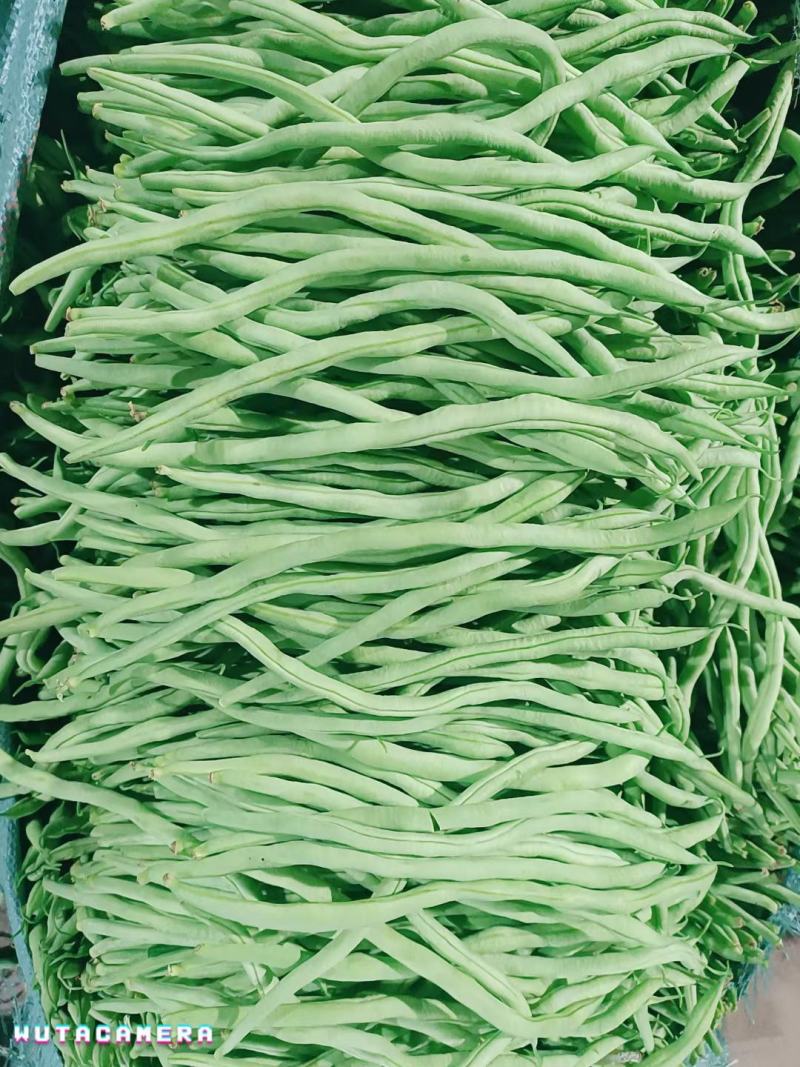 精品朝天椒