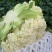 白面青梗松花菜2~3斤-基地直供-货源充足