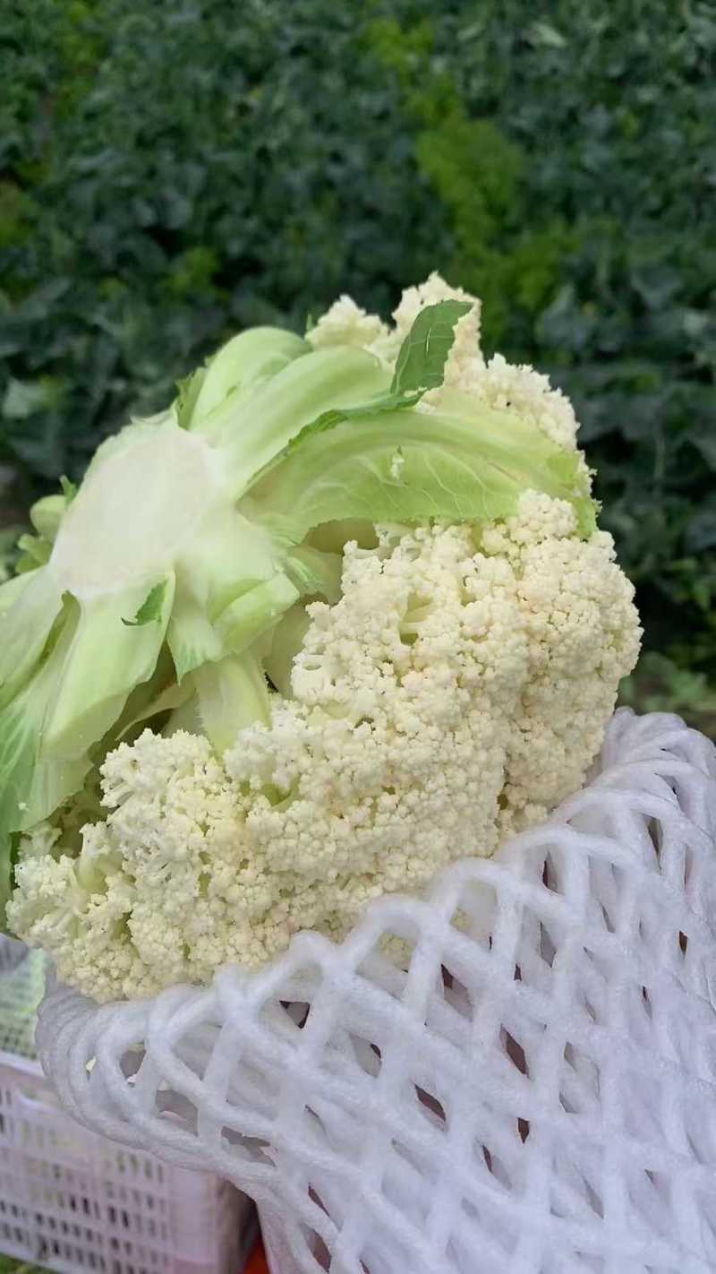 白面青梗松花菜2~3斤-基地直供-货源充足