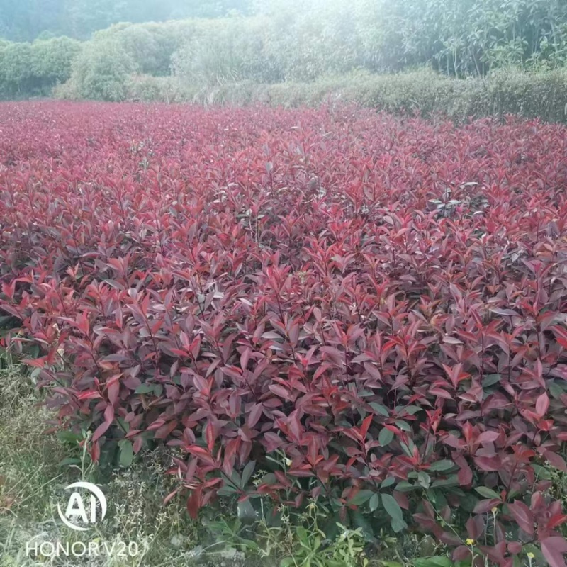 【价格美丽】红叶石楠苗；红叶石楠球批发价包邮