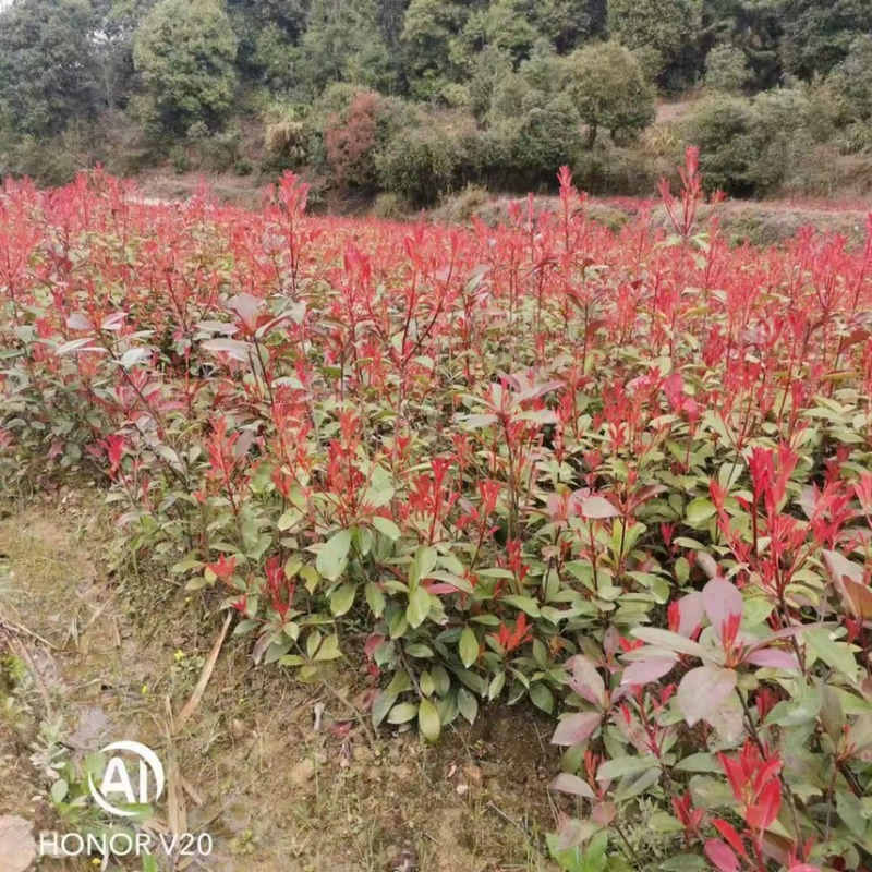 【价格美丽】红叶石楠苗；红叶石楠球批发价包邮