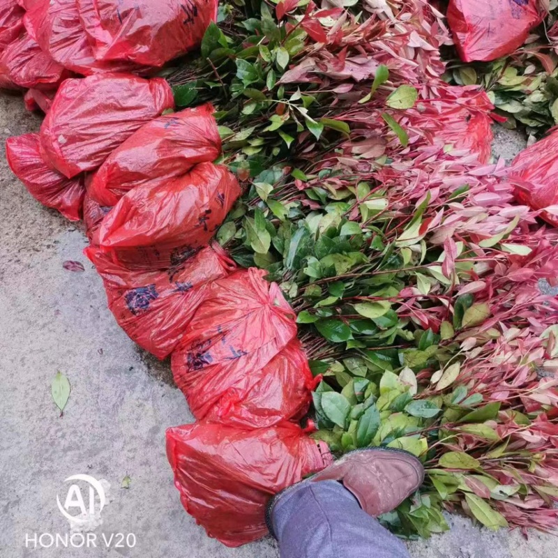 【价格美丽】红叶石楠苗；红叶石楠球批发价包邮