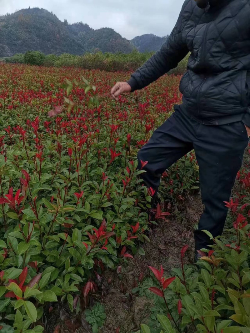 【价格美丽】红叶石楠苗；红叶石楠球批发价包邮