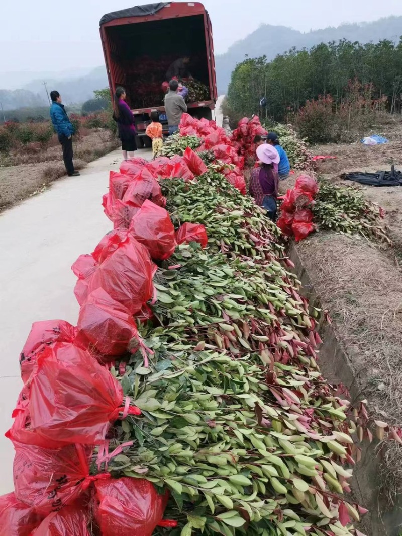 【价格美丽】红叶石楠苗；红叶石楠球批发价包邮