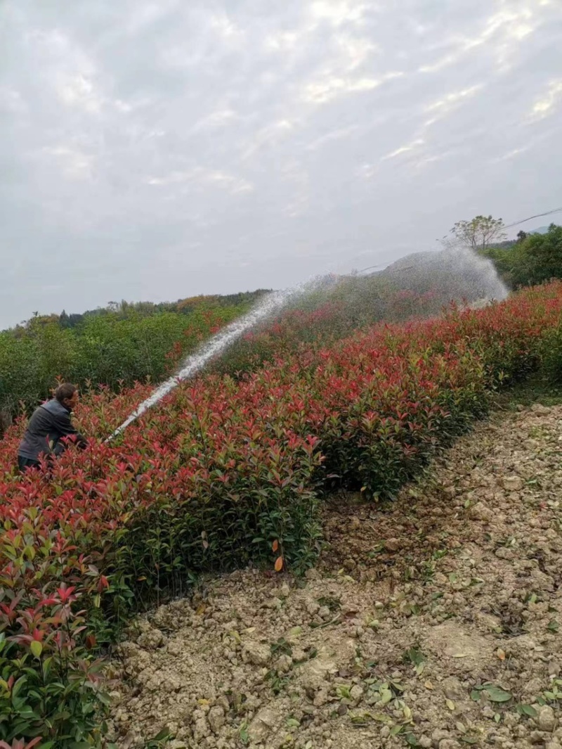 【价格美丽】红叶石楠苗；红叶石楠球批发价包邮