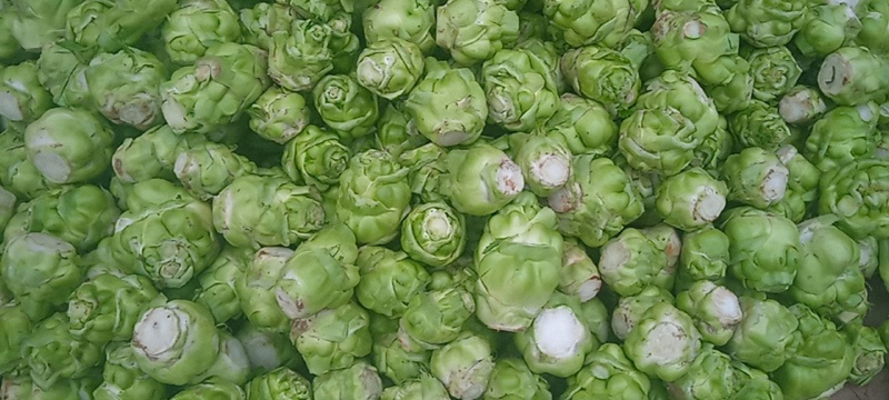 【推荐】四川榨菜头大量上市基地直发需要的老板欢迎咨询