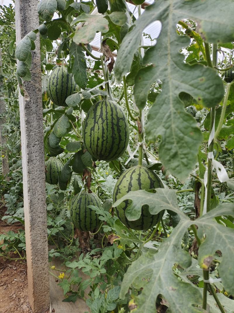 嫁接甜瓜苗嫁接西瓜苗羊角蜜苗绿宝苗日本甜宝苗